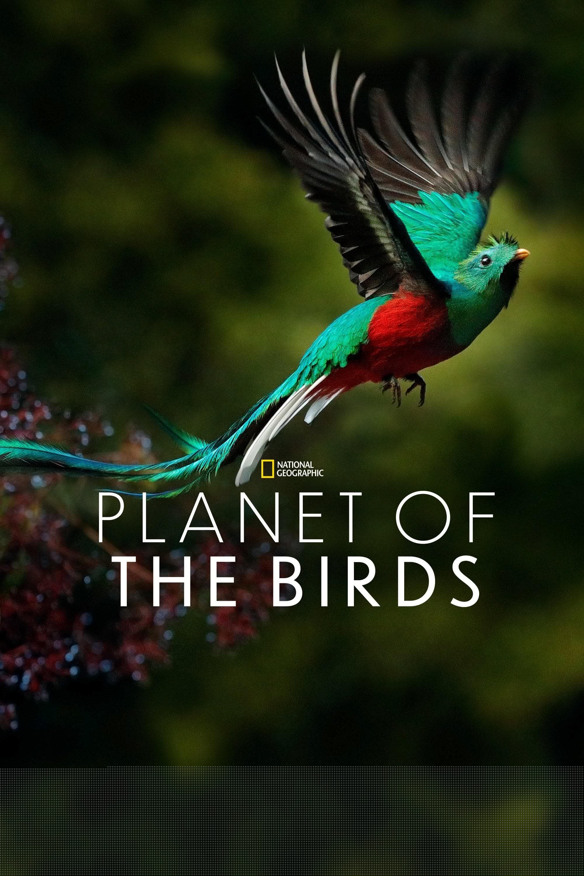 Planet of the Birds